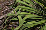 Weak-leaf yucca